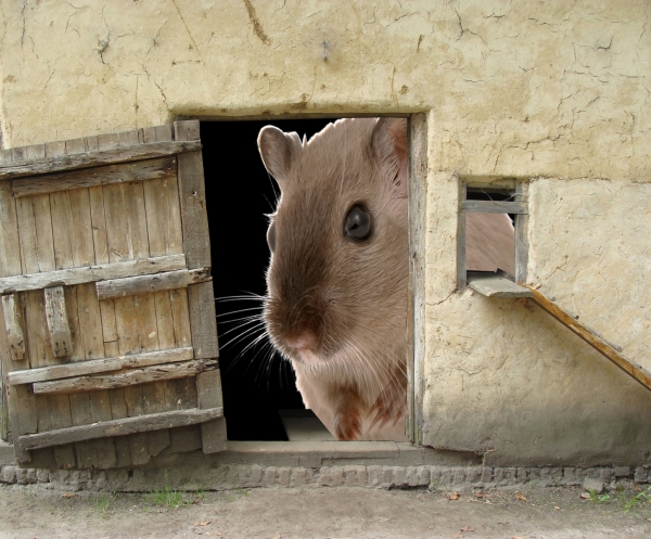 Creation of Mouse House: Step 1